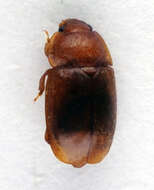 Image of <i>Epuraea melina</i>