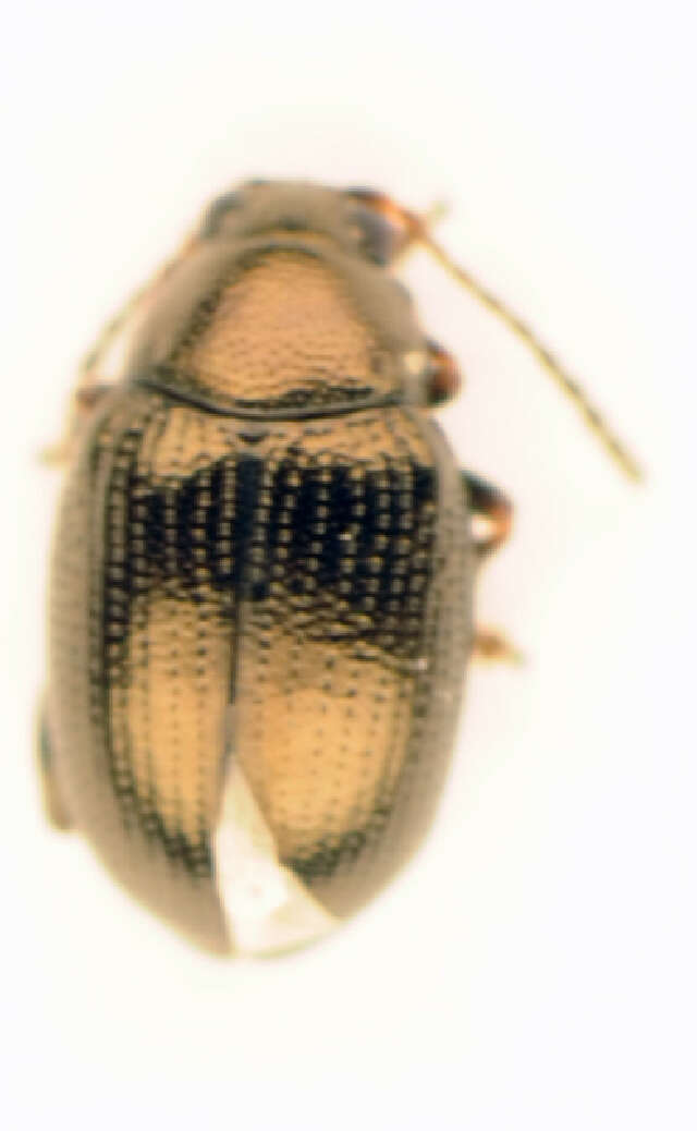 Image of <i>Chaetocnema laevicollis</i>