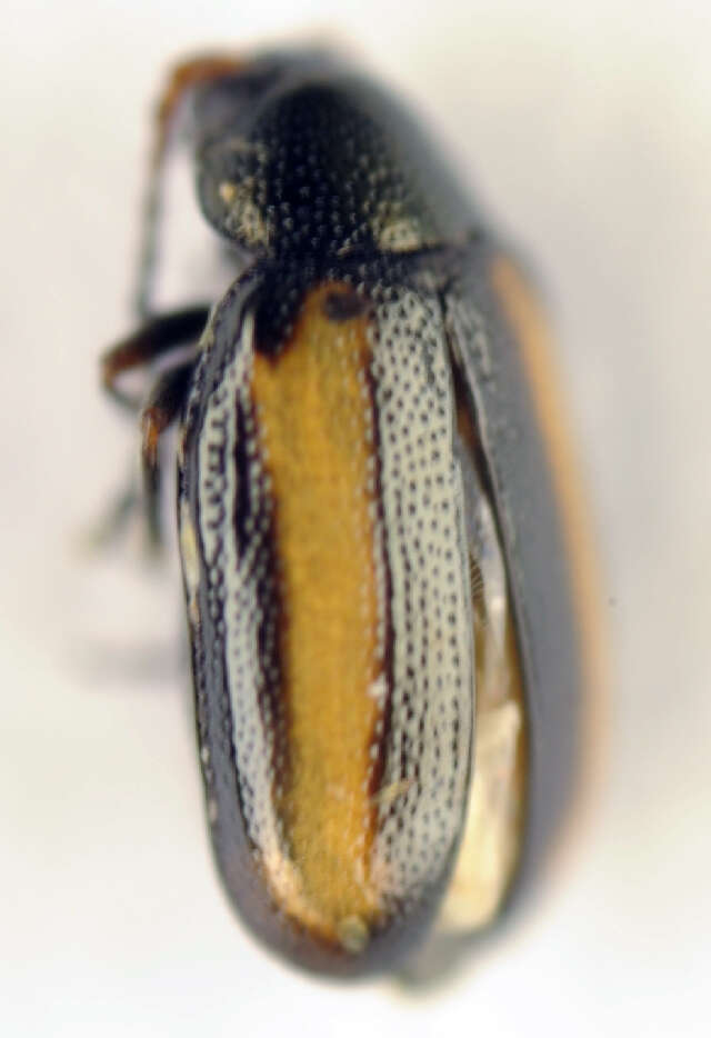 <i>Phyllotreta vittula</i> resmi