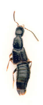 Image of <i>Gabrius coxalus</i>