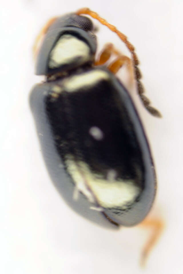 Image of <i>Aphthona euphorbiae</i>