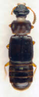 Phloeonomus (Phloeonomus) punctipennis Thomson & C. G. 1867 resmi