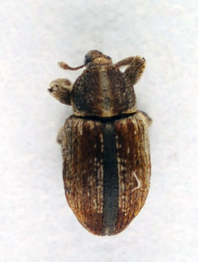 Image of Tychius parallelus Pic & M. 1908