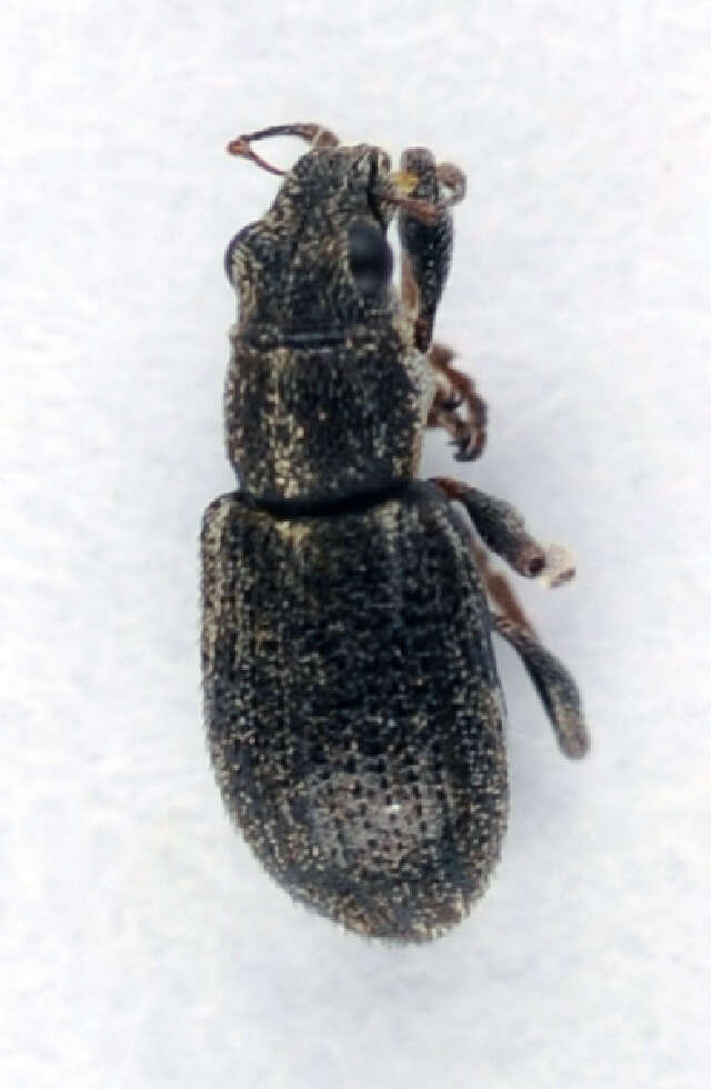 Image of Sitona striatellus Gyllenhal 1834