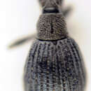 Image of <i>Protopirapion atratulum</i>