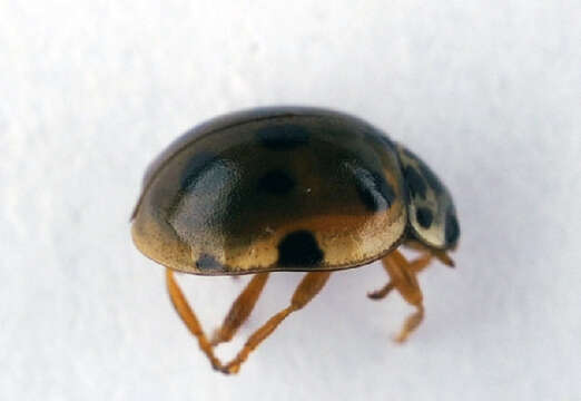 Imagem de <i>Adalia decempunctata</i>