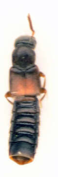 Image of Phloeopora corticalis (Gravenhorst 1802)