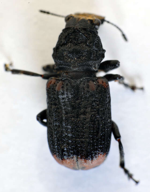 Image of Platyrhinus