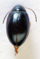 Image of Leaf beetle