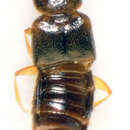 Image of Gyrophaena angustata