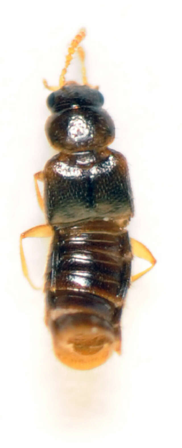 Image of Gyrophaena angustata