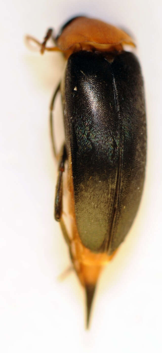 Image of <i>Mordellochroa abdominalis</i>