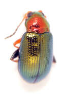 Image of Willow Flea Beetle