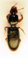 Image of Ground beetle