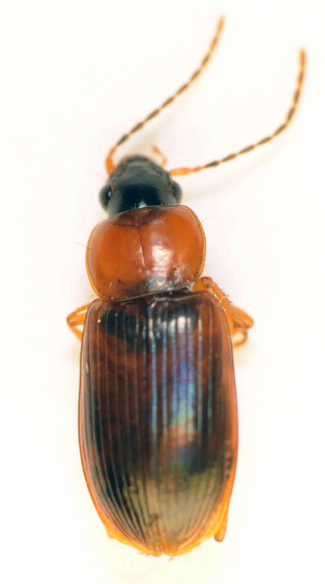 Image of Stenolophus (Stenolophus) skrimshiranus Stephens 1828