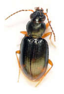 صورة Bembidion (Diplocampa) assimile Gyllenhal 1810