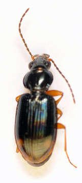 Image of Bembidion (Philochthus) biguttatum (Fabricius 1779)