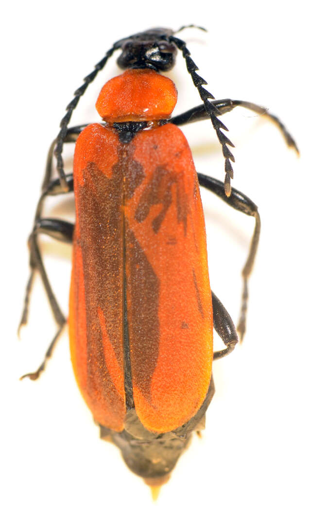 Image of <i>Pyrochroa coccinea</i>