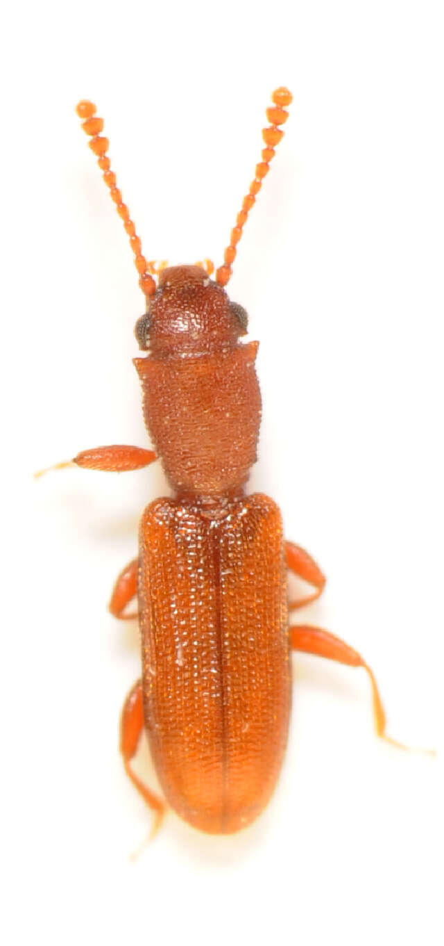 Image of Beetle