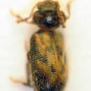 Image of <i>Phloiophilus edwardsii</i>