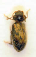 Image of <i>Phloiophilus edwardsii</i>