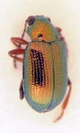 <i>Crepidodera fulvicornis</i> resmi