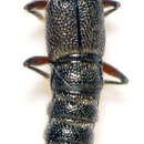 Слика од Stenus (Hypostenus) latifrons Erichson 1839