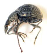 Image of <i>Oxystoma craccae</i>