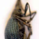 Image of Holotrichapion aethiops