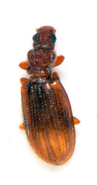 Image of Plaster Beetle