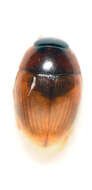 Image of Cercyon (Cercyon) granarius Erichson 1837