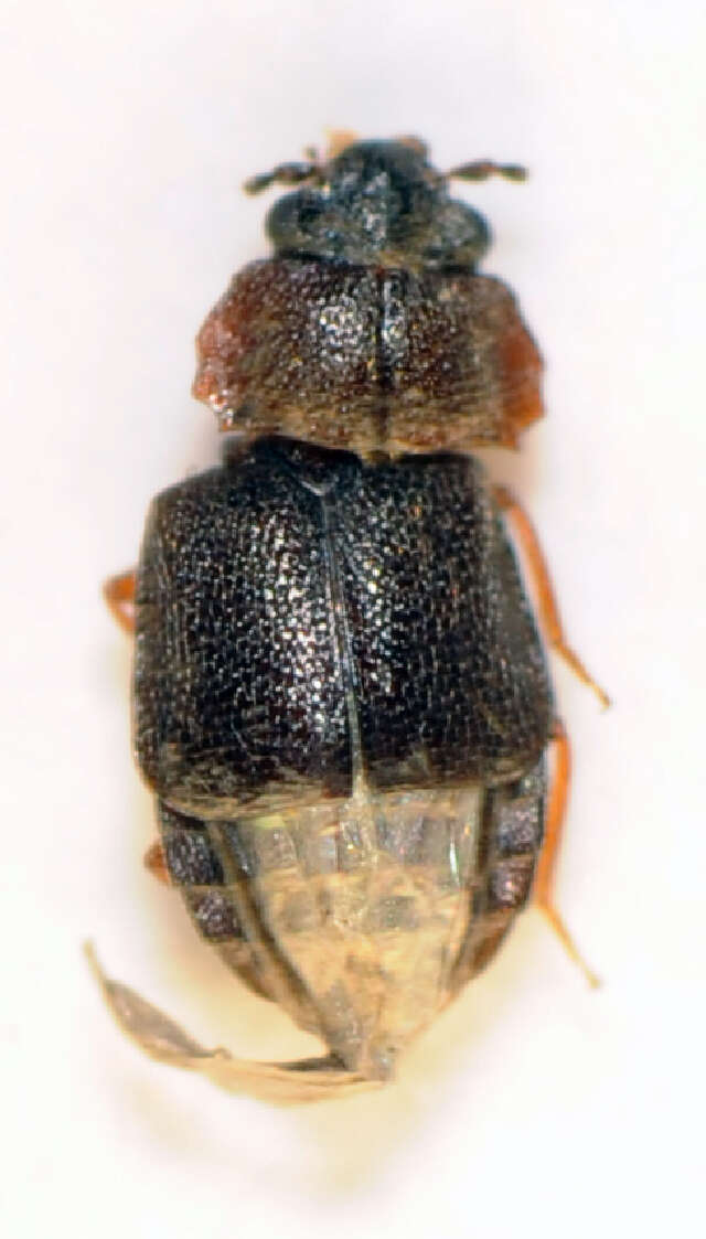 Image of <i>Megarthrus sinuatocollis</i>