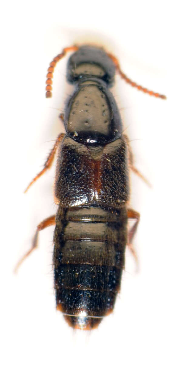 Image of Rove beetle