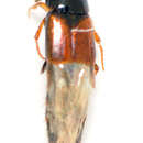 Image of Mycetoporus longulus Mannerheim 1830