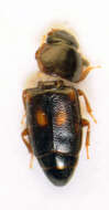 Image of Carpophilus sexpustulatus