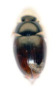Image of Cercyon (Cercyon) melanocephalus (Linnaeus 1758)