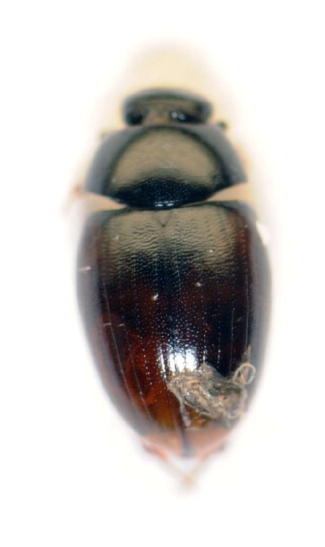 Image of Cercyon (Cercyon) melanocephalus (Linnaeus 1758)