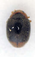Image of <i>Scymnus haemorrhoidalis</i>