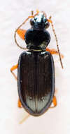 Image of Bembidion (Ocydromus) decorum (Panzer 1799)