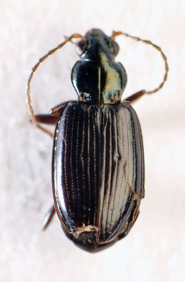 Image of Bembidion (Bembidionetolitzkya) atrocaeruleum (Stephens 1828)