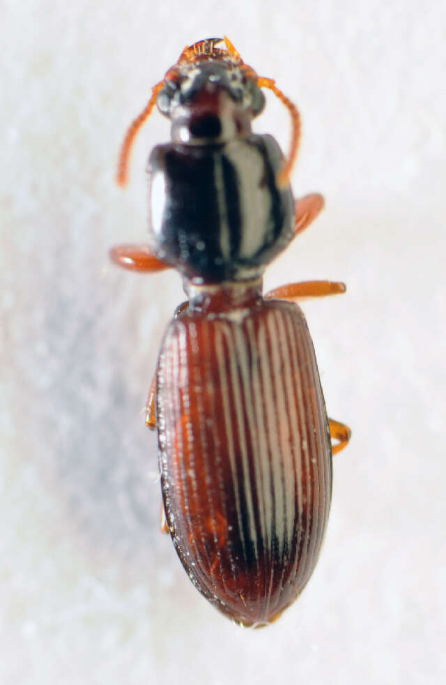 صورة Clivina (Clivina) collaris (Herbst 1784)