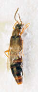 Image of Aloconota (Aloconota) insecta (Thomson & C. G. 1856)