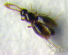 Image of Microscydmus (Microscydmus) nanus (Schaum 1844)