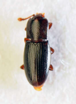 Image of <i>Cerylon histeroides</i>