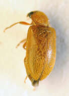 Image of <i>Byturus ochraceus</i>