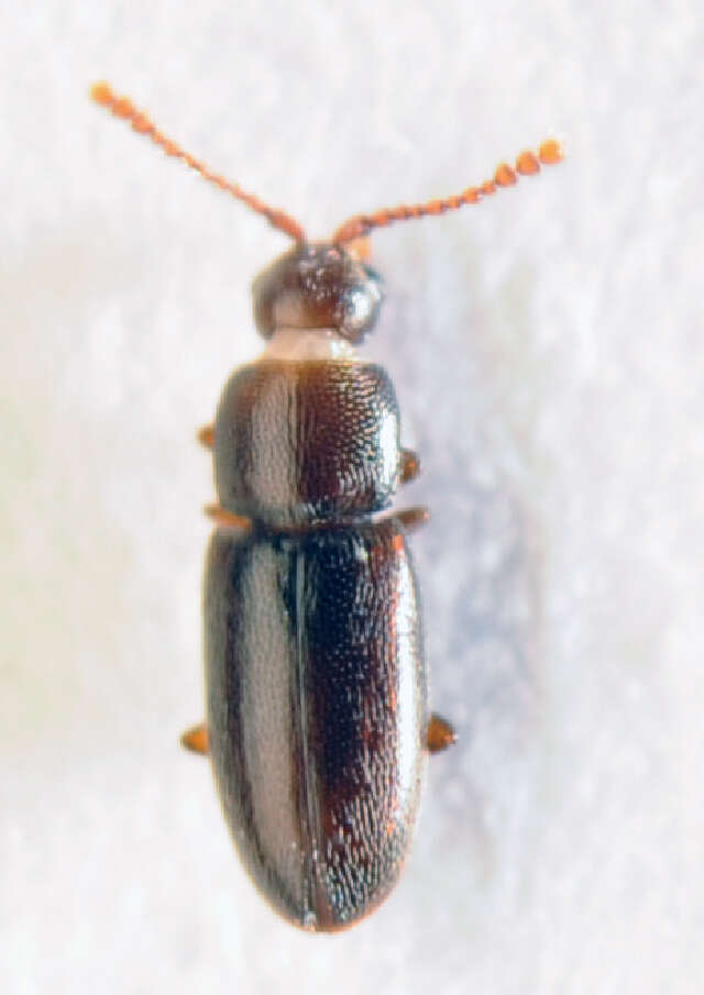 Image of Silken fungus beetle