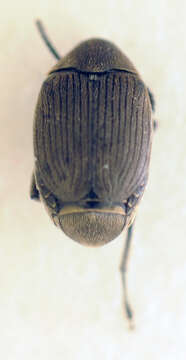 Image of Broom Seed Beetle