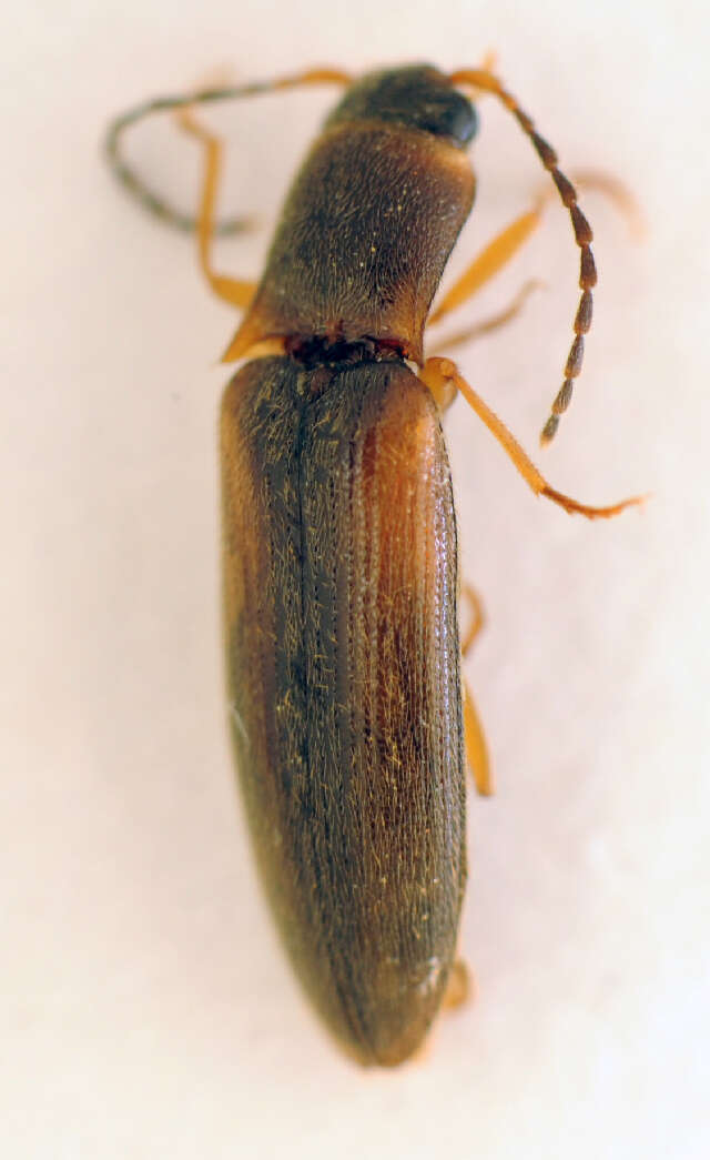 Image of <i>Dalopius marginatus</i>