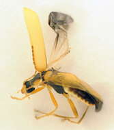 Imagem de <i>Cantharis decipiens</i>