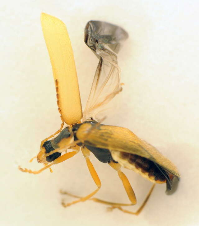 Imagem de <i>Cantharis decipiens</i>